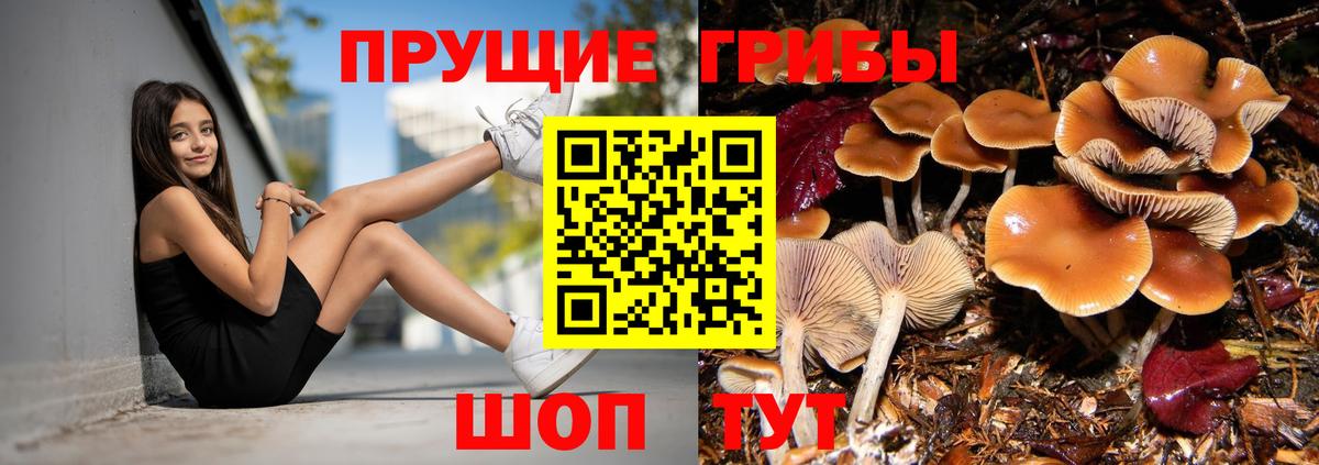 Галлюциногенные грибы Psilocybe Пугачёв